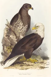 White Headed Eagle