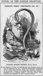 Charles Darwin, Punch
