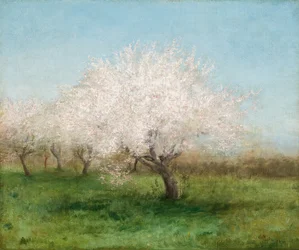 Apple Trees in a Meadow