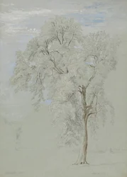 Ash Tree