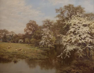 Hawthorn Blossom