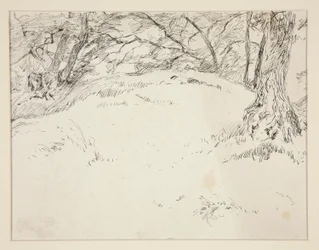 Forest Scene