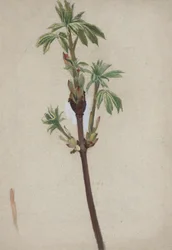 Plant Study