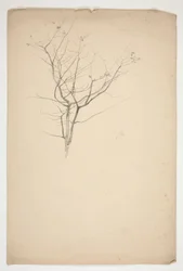 Sketch of Budding Tree Branches