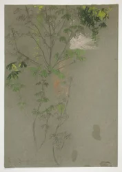 Sketch of Leafing Tree Branches