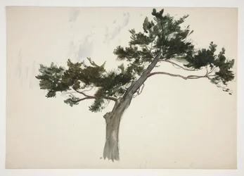 Study of a Tree