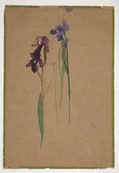 Study of Irises