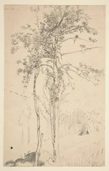 Study of Two Trees