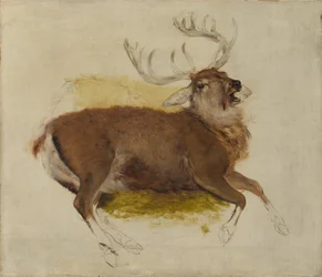 Dying Stag