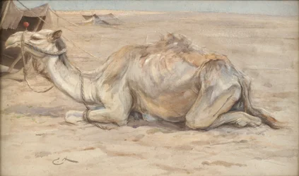 Camel at the Artists Camp with Bedouins