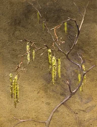 Catkins