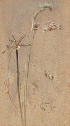Cocksfoot Grass