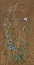 Forget-Me-Not