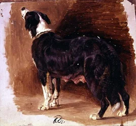 Sketch of a Collie