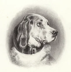 The Bloodhound