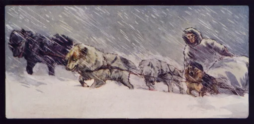 An Esquimaux Sledge Dog Team