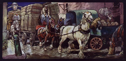 Clydesdale Horses at Work