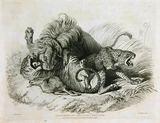 Contending Group after Nature, plate 6 from Twenty Engravings of Lions, Tigers, Panthers & Leopards... engraved by Thomas Landseer, 1823