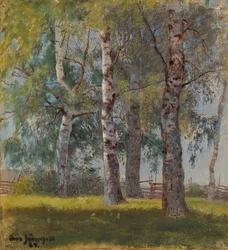 Birches