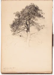 Top of a Pine, Page from Järnefelt