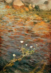 Water Buttercup