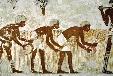 Men cutting corn with sickles