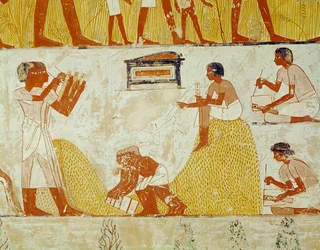 Recording the harvest, from the Tomb of Menna