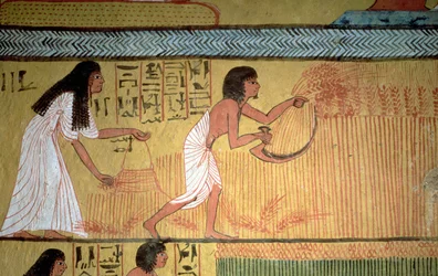 Detail of a harvest scene on the East Wall, from the Tomb of Sennedjem, The Workers