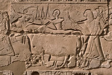 Detail of a relief depicting men leading a cow, Ramesses II (1298-32 BC) courtyard