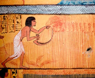 Egyptian Art: Tomb of Senenmut. The deceased mow the wheat in the field of the saints. A sickle is used to cut the wheat to recover the cereal. 19th Dynasty