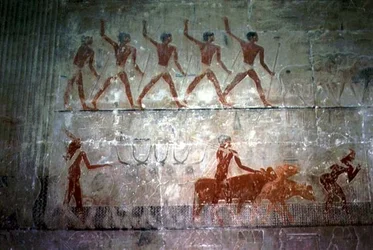 Men herding sheep and cattle from the Mastaba Chapel of Ti, Old Kingdom