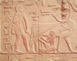 Relief depicting a man milking a cow, from the Mastaba of Kagemni, Old Kingdom