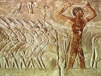 Troop of Donkeys, from the Mastaba of Mereruka, Old Kingdom