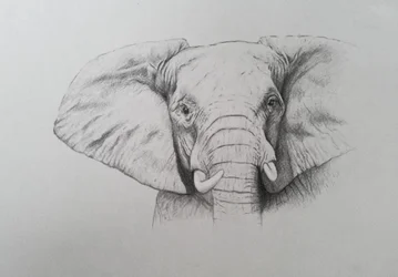 Elephant, 2011