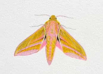 Elephant Hawk Moth, 2023