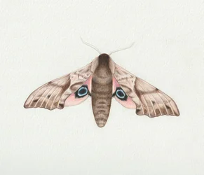 Eyed Hawk Moth, 2023