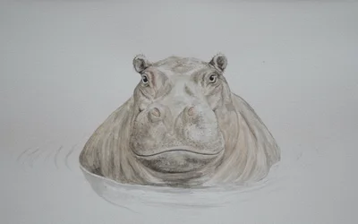 Hippo, 2021