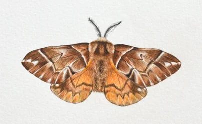 Kentish Glory Moth, 2023