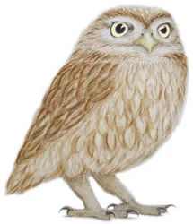 Little Owl, 2011
