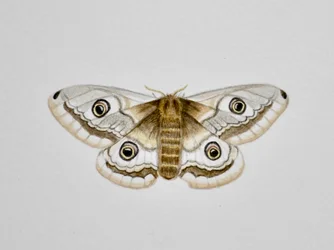 Moth, 2019