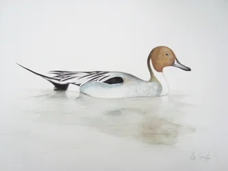 Pintail Duck, 2011