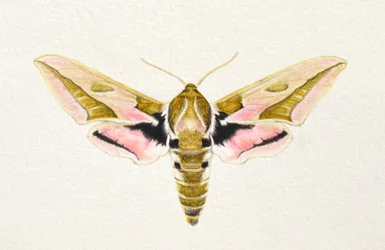 Spurge Hawk Moth, 2023