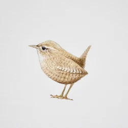 Wren, 2019