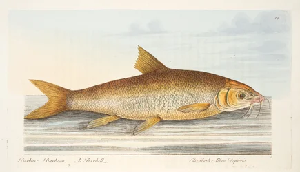 The Barbel, from A Treatise on Fish and Fish-ponds, pub.1832