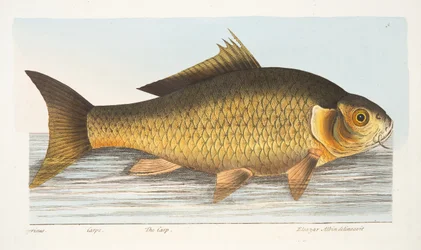 The Carp, from A Treatise on Fish and Fish-ponds, pub.1832
