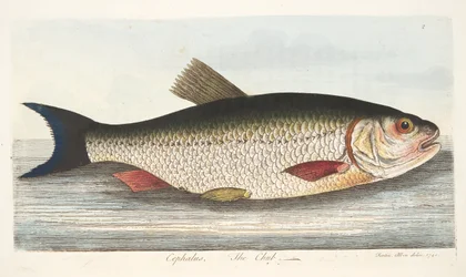 The Chub, from A Treatise on Fish and Fish-ponds, pub.1832