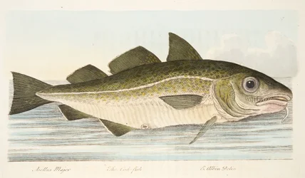 The Cod Fish, from A Treatise on Fish and Fish-ponds, pub.1832