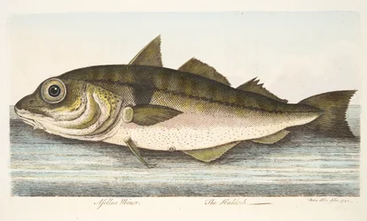 The Haddock, from A Treatise on Fish and Fish-ponds, pub.1832