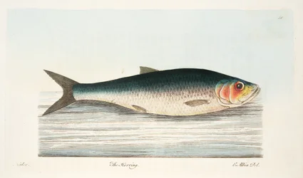 The Herring, from A Treatise on Fish and Fish-ponds, pub.1832