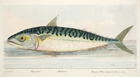 The Mackerel, from A Treatise on Fish and Fish-ponds, pub.1832